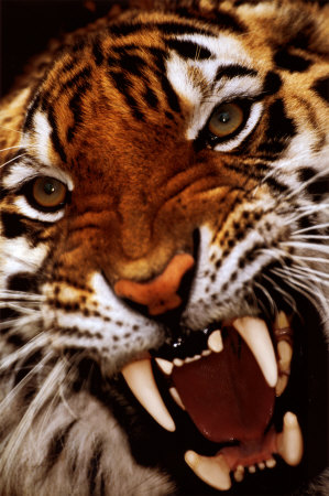 bengal-tiger-close-up